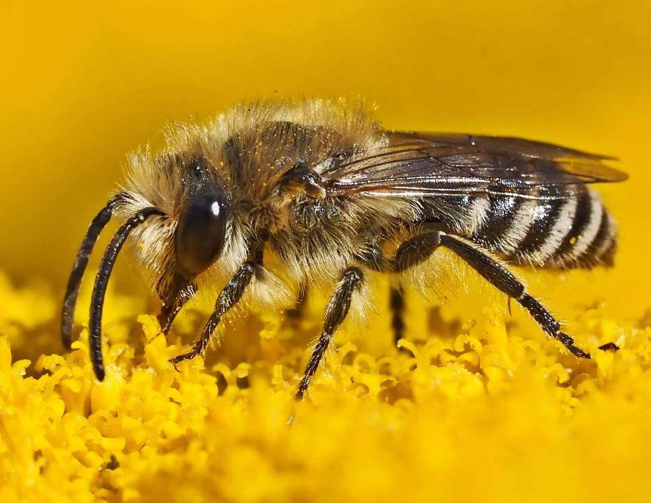 L'abeille sauvage