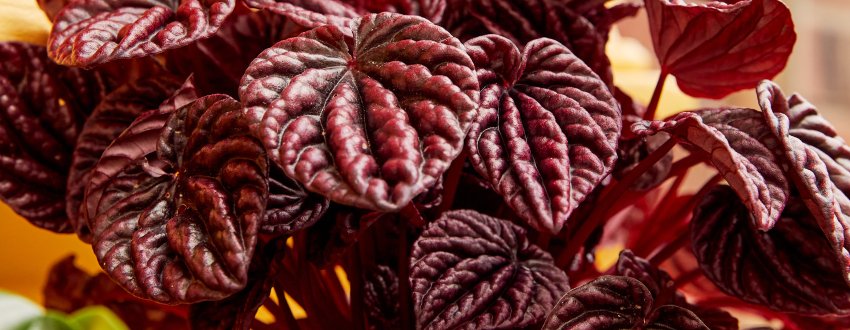 des feuilles de peperomia