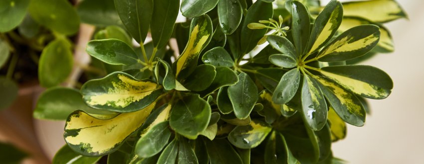 zoom sur les feuilles du Schefflera