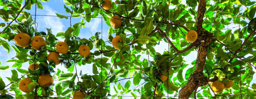 Rangée d'arbres fruitiers originaux