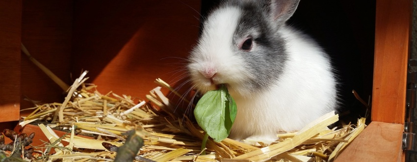alimentation lapin