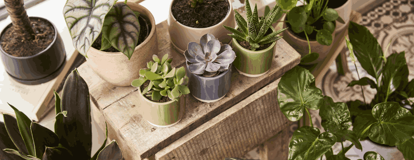plantes d'interieur 