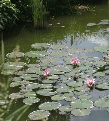 bassin naturel au jardin