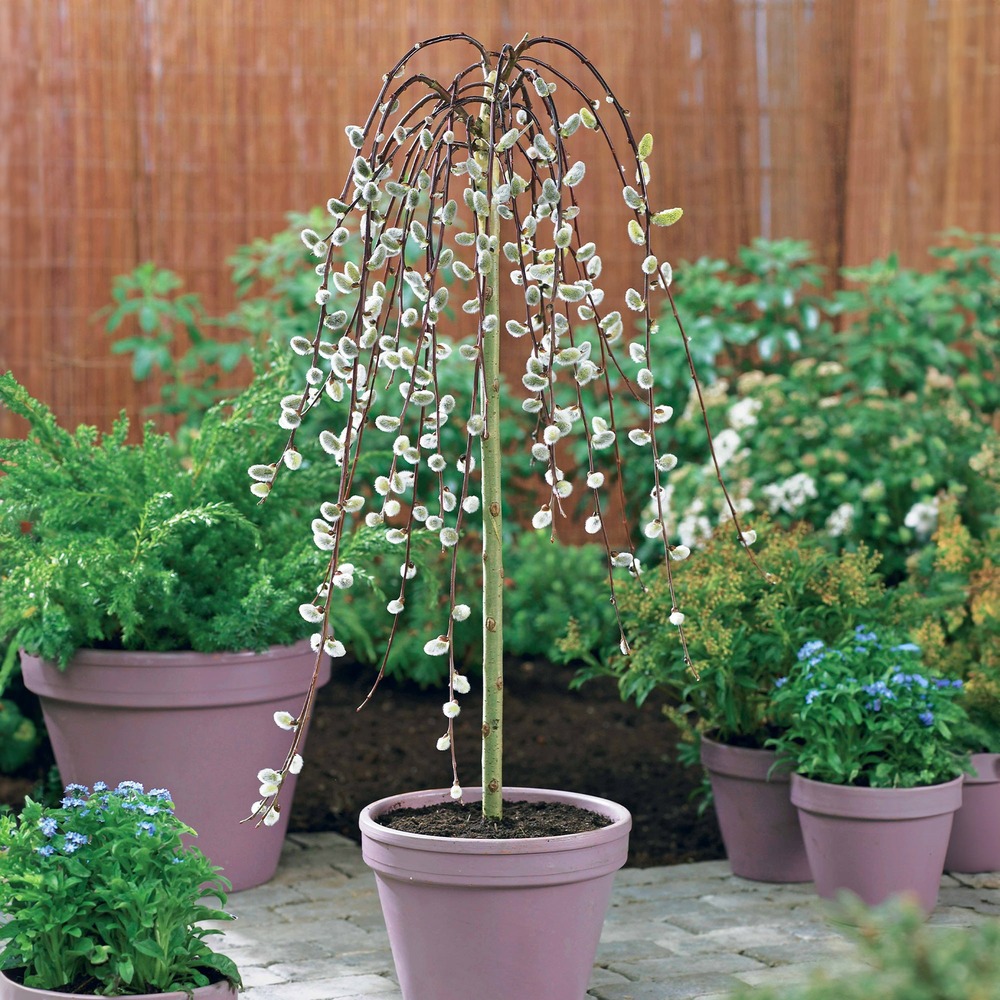 Saule marsault pleureur sur tige - le pot / 3l / tige 60cm