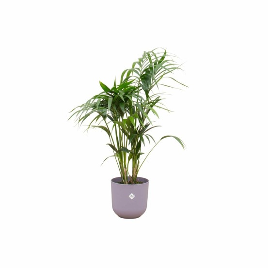 Palmier kentia 160cm et son pot violet 26cm - hauteur 160cm