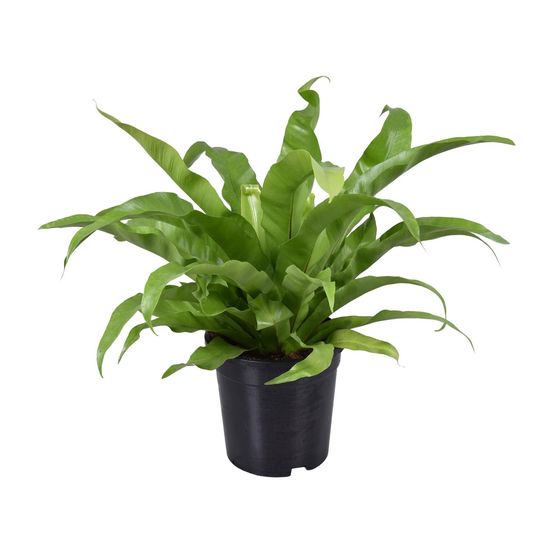 Asplenium antiquum - ø17cm - ↕45cm - plantes d'intérieur