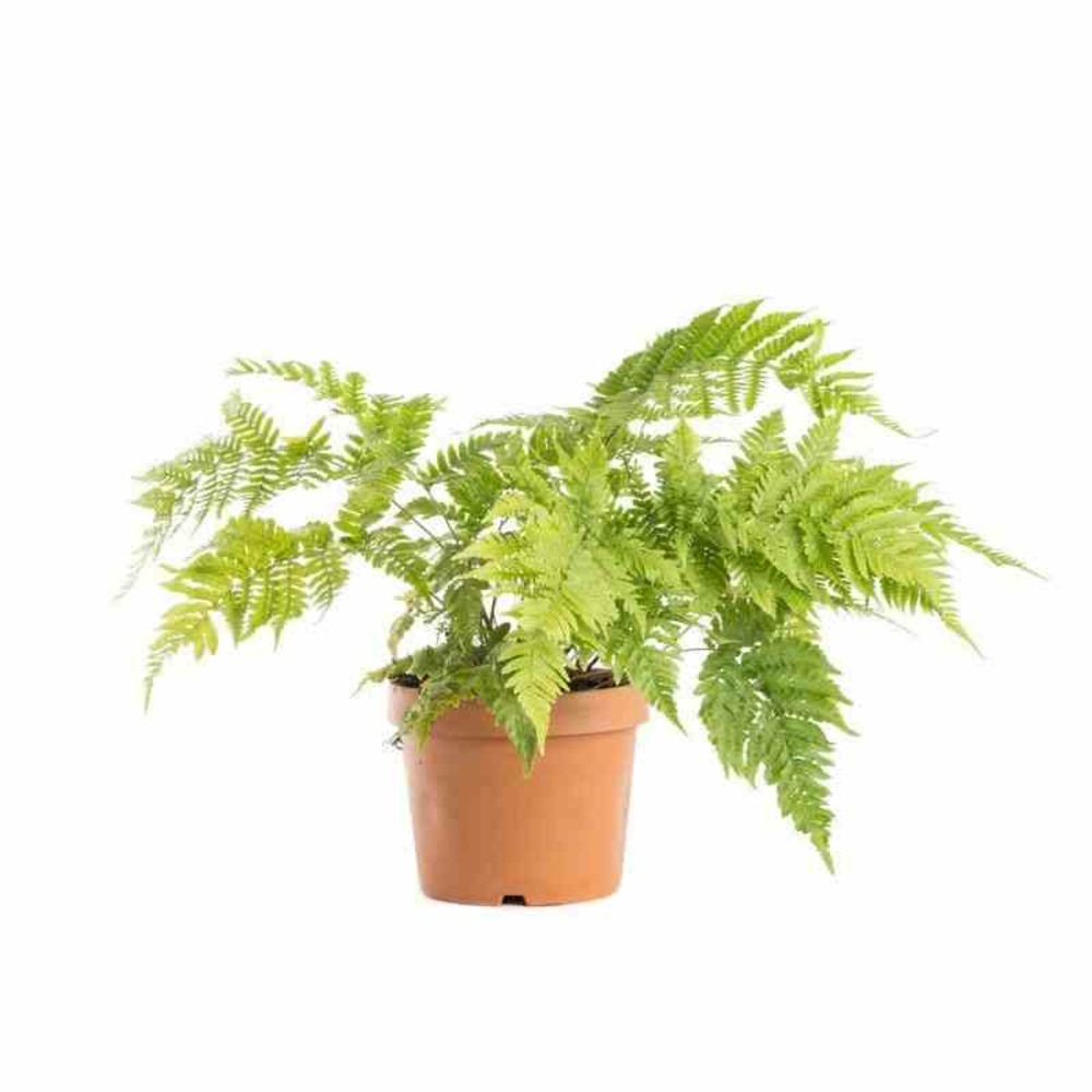 Dryopteris erythrosora (fougère d'automne) pot de 3 litres - 30/40cm