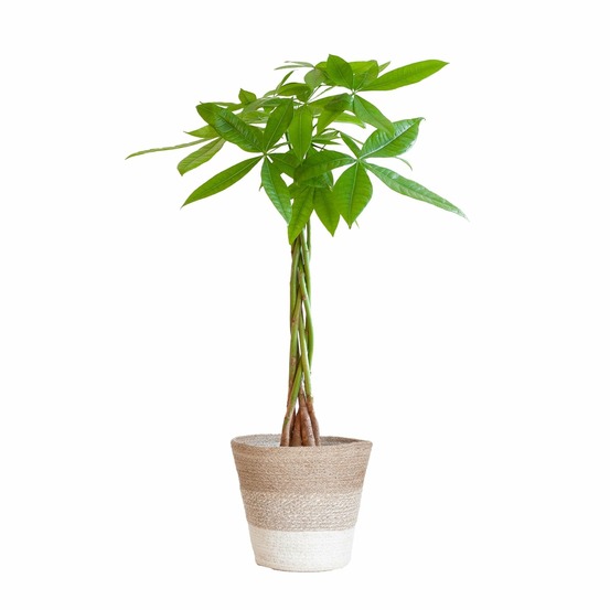 Pachira aquatica et son pot panier blanc - hauteur 80cm