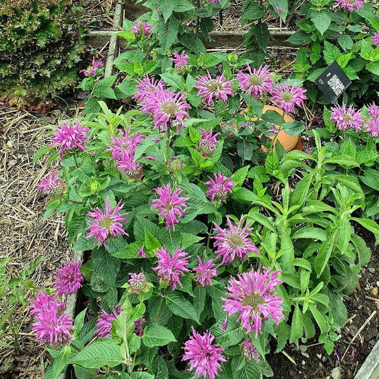 Monarde bee true® lot de 3 godets