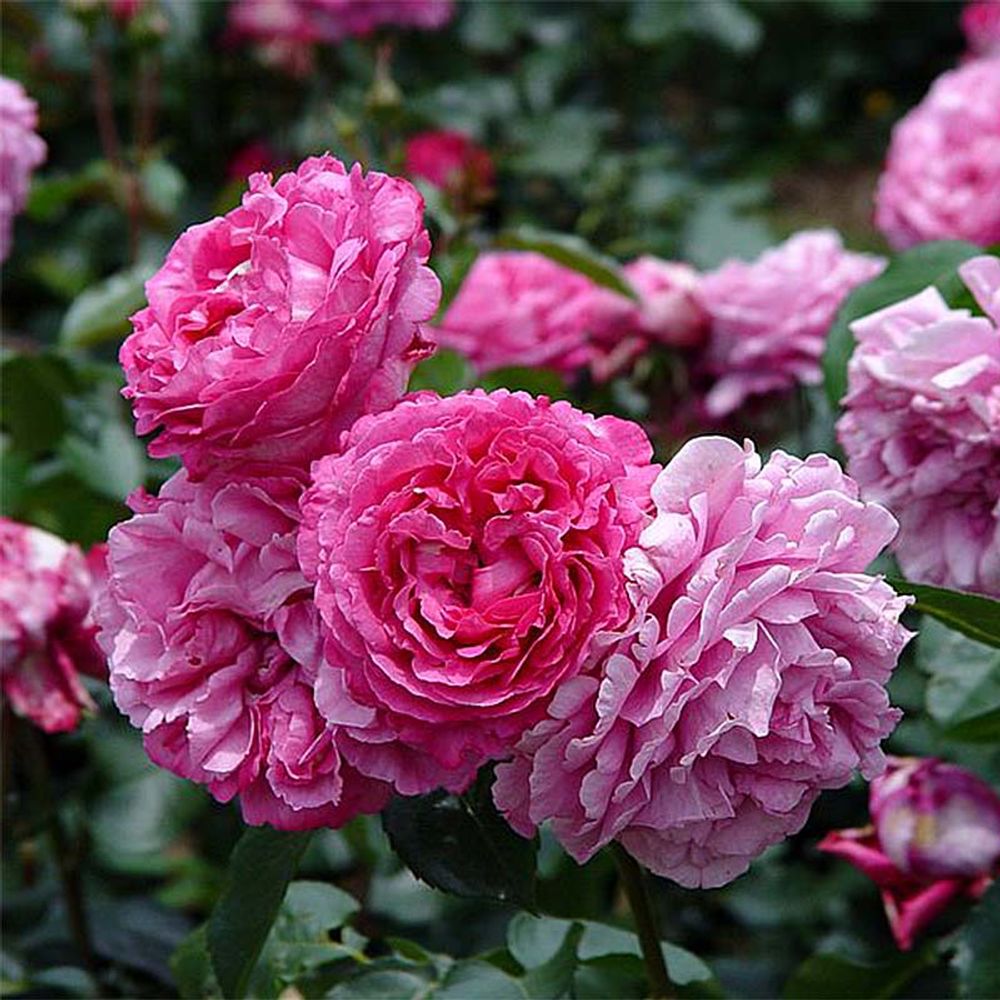 Rosier moderne 'yves piaget' pot de 4l/5l