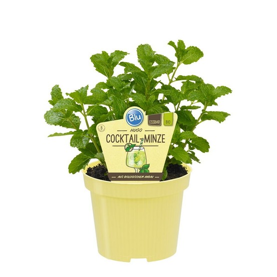 Menthe hugo - menthe cocktail bio - mentha spicata - plante aromatique en pot de 12cm