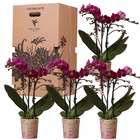 Kolibri orchids - boîte surprise monochrome - boîte avantageuse pour les plantes - avec 4 orchidées