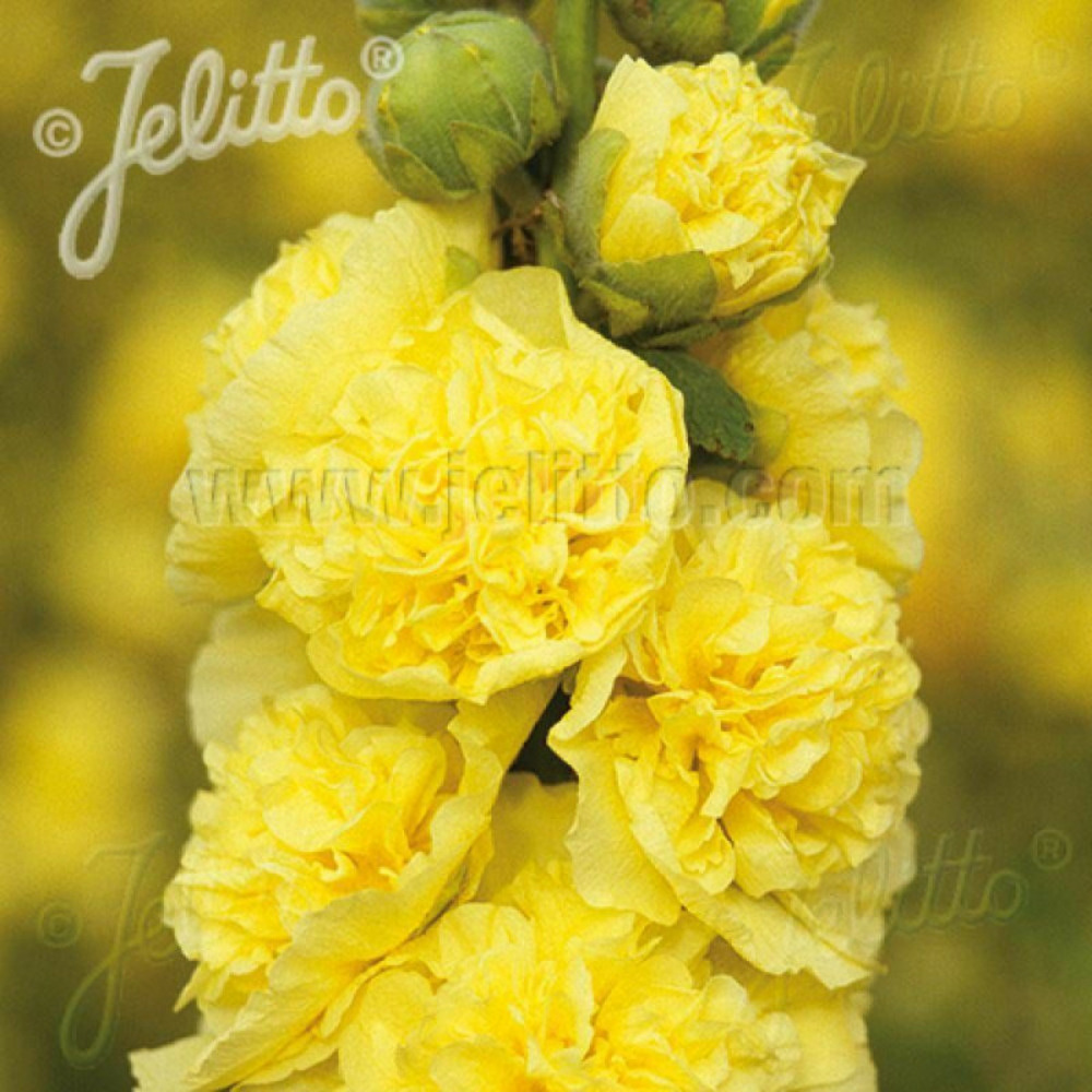 Rose trémière chater's double jaune godet - 5/20 cm