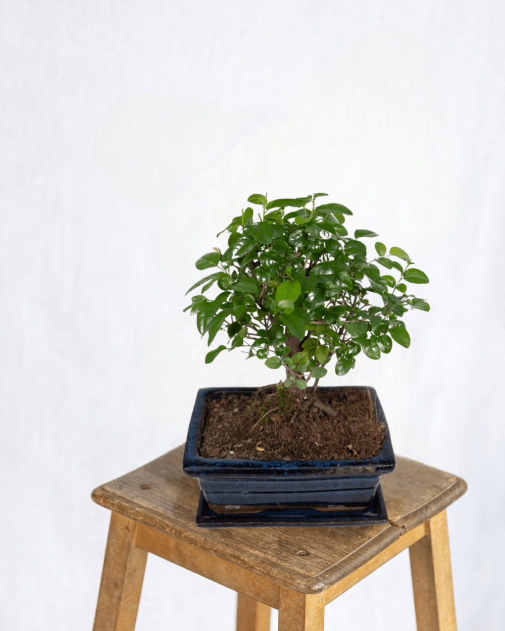 Plante d'intérieur - bonsaï 30cm