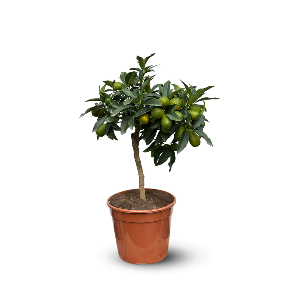 Kumquat - fortunella margarita - agrume méditerranéen - arbre fruitier - ↕ 45-50 cm - ⌀ 18 cm