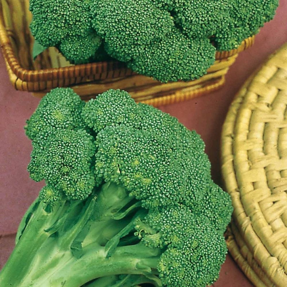 Chou brocoli calabrese natalino, le sachet / 1g / ±300 graines | Truffaut