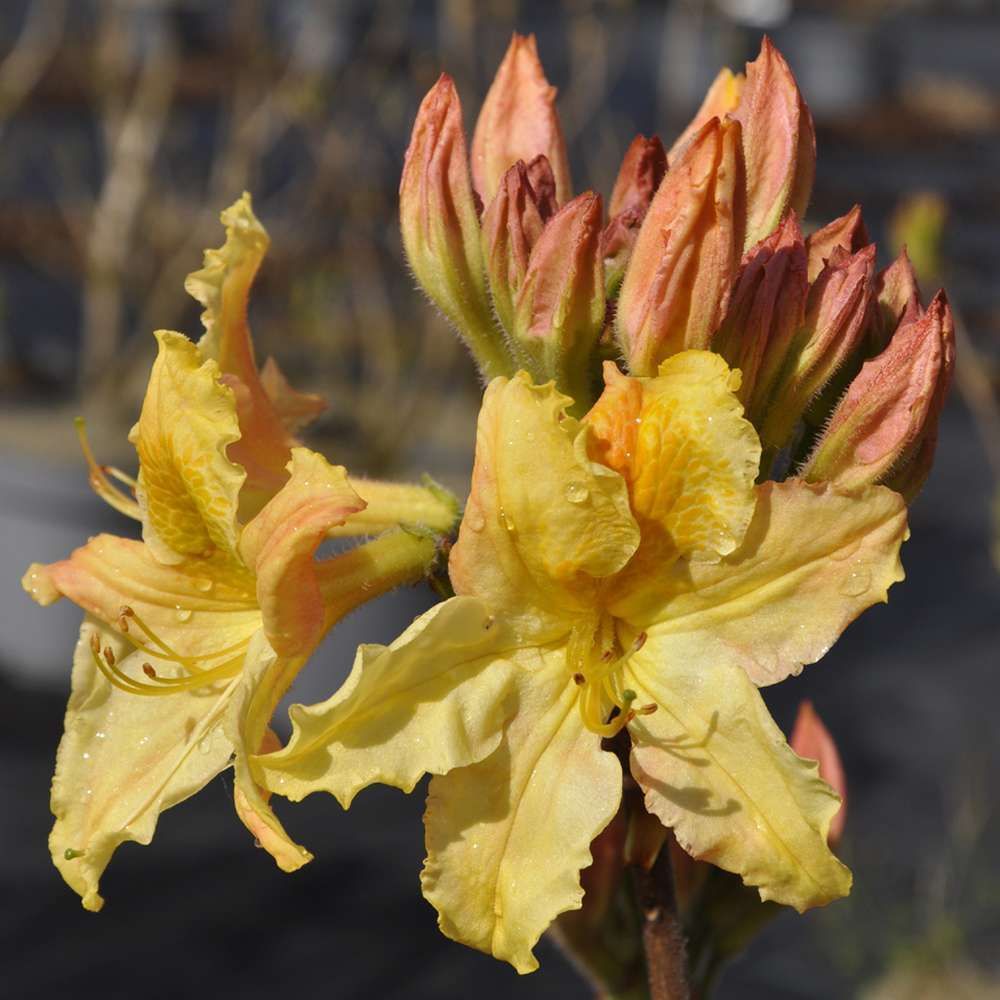 Azalea mollis harvest moon : c.15l | Truffaut