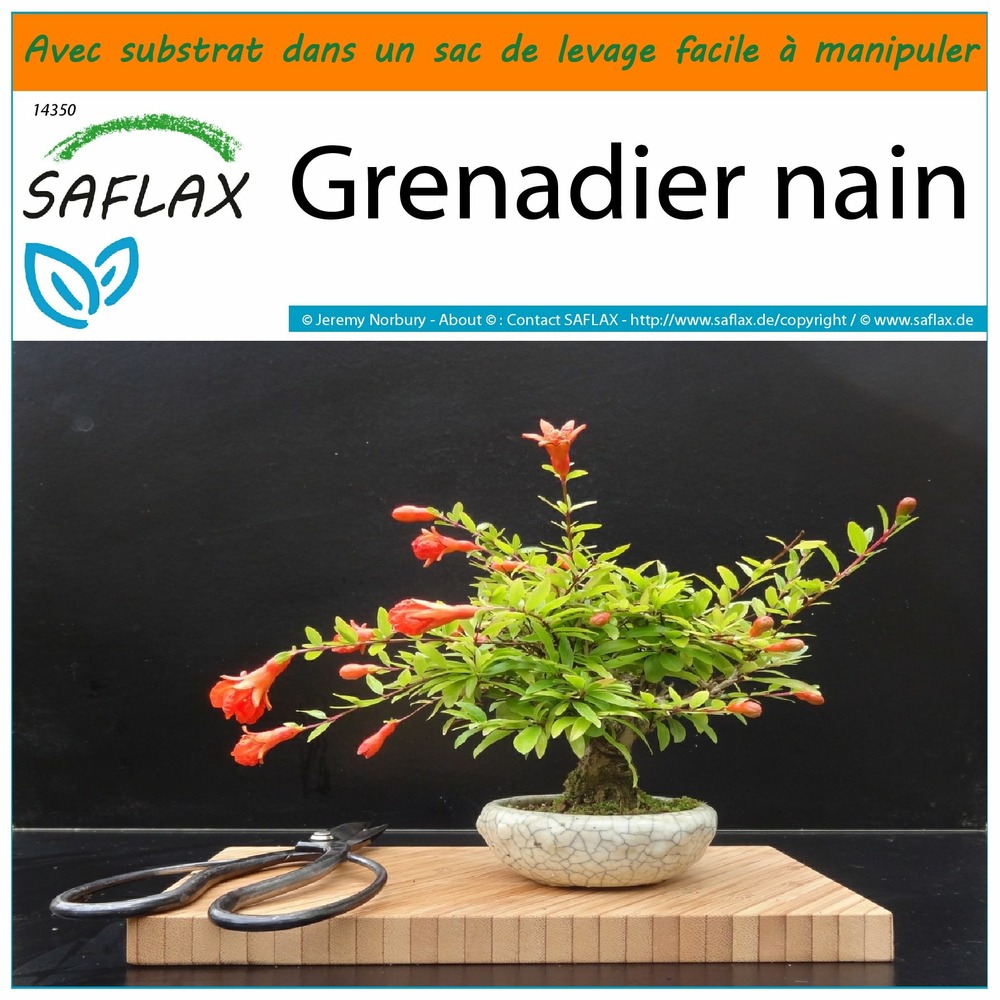Garden in the bag - grenadier nain - 50 graines - punica granatum nana