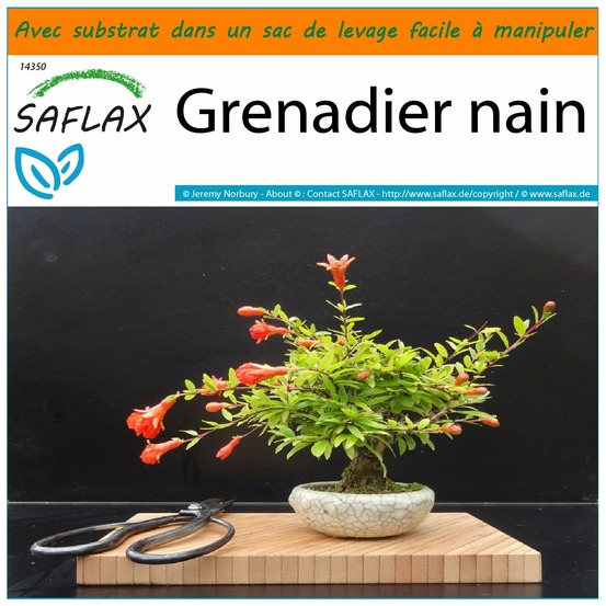 Garden in the bag - grenadier nain - 50 graines - punica granatum nana