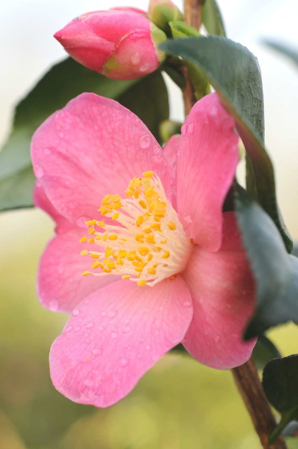 Camélia 'koto no kaori' - en pot de 5 litres
