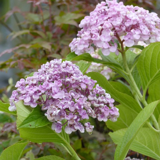 Hydrangea macrophylla 'ayesha' pot de 2l/3l, buisson, 5/6 branches