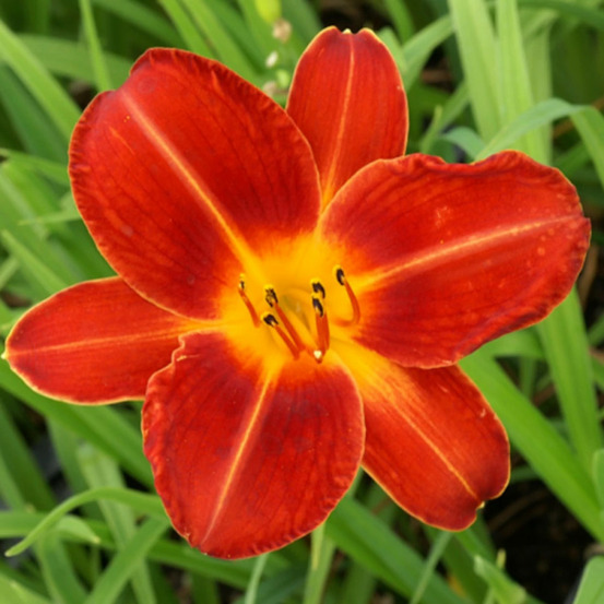 Hémérocalle chicago fire lot de 9 godets