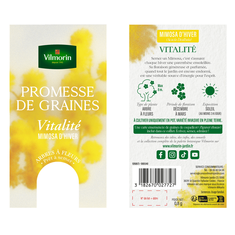 Mimosa d'hiver - vitalité