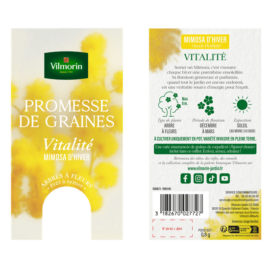 Mimosa d'hiver - vitalité