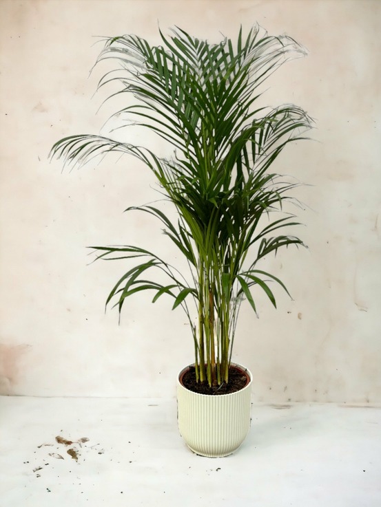 Grand palmier areca et son pot - hauteur 85cm