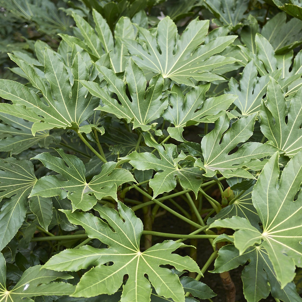 Fatsia du japon - le pot / ø 9cm