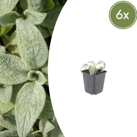 Lot de 24 - oreille d’ours (stachys byzantine) 'silver carpet'