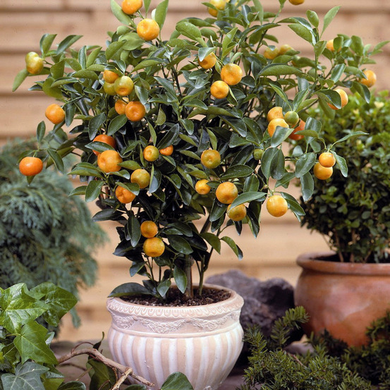Calamondin - le pot / ø 9cm / hauteur livrée 25-35cm