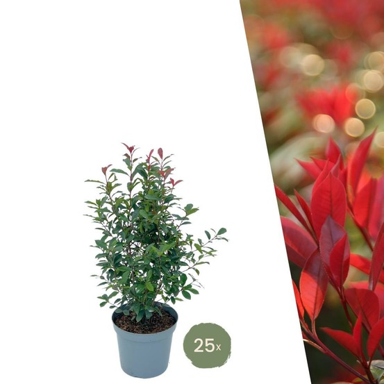 Néflier brillant rouge h150cm pour 10m linéaires de haie 25x12l