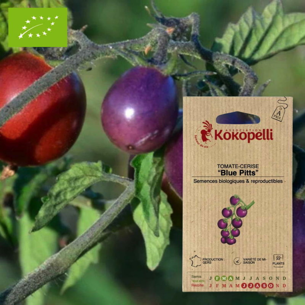 Tomate-cerise blue pitts- graines bio à semer