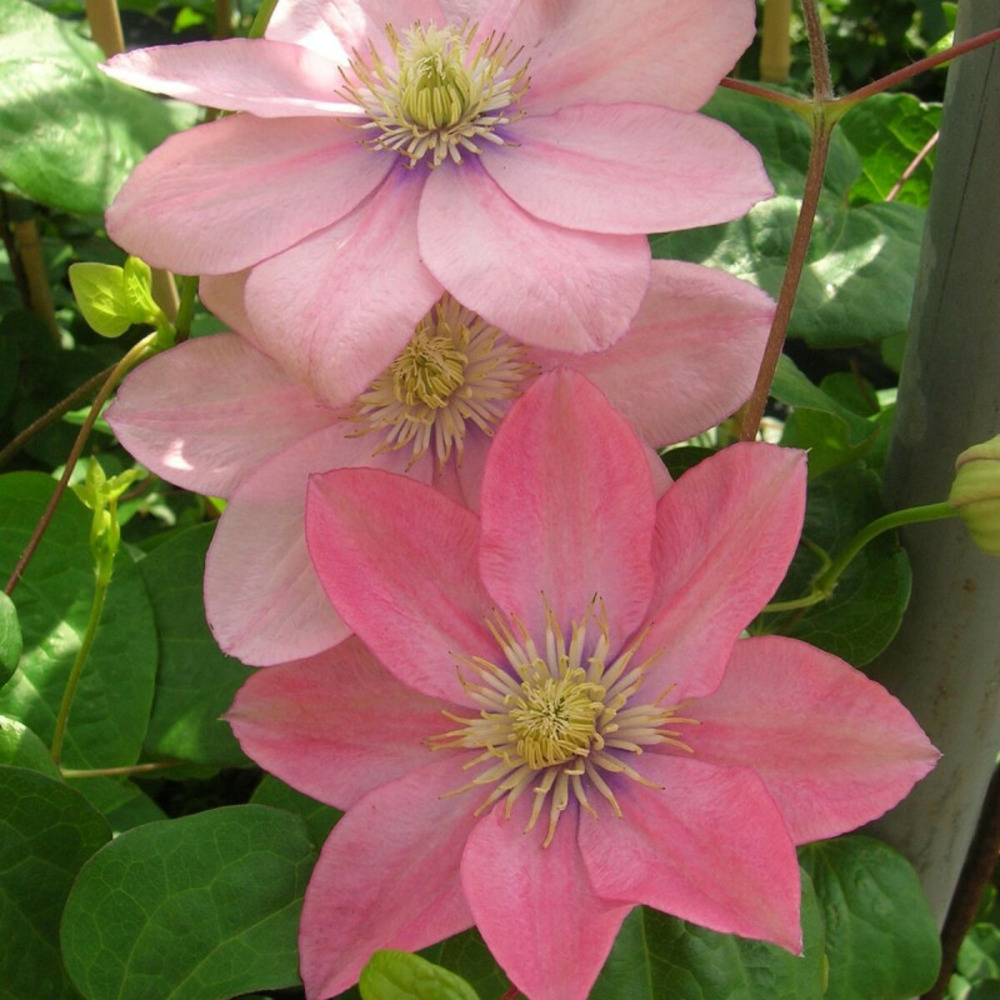 Clématite petite sirène pot de 1,5l - tuteur bambou 30/60 cm