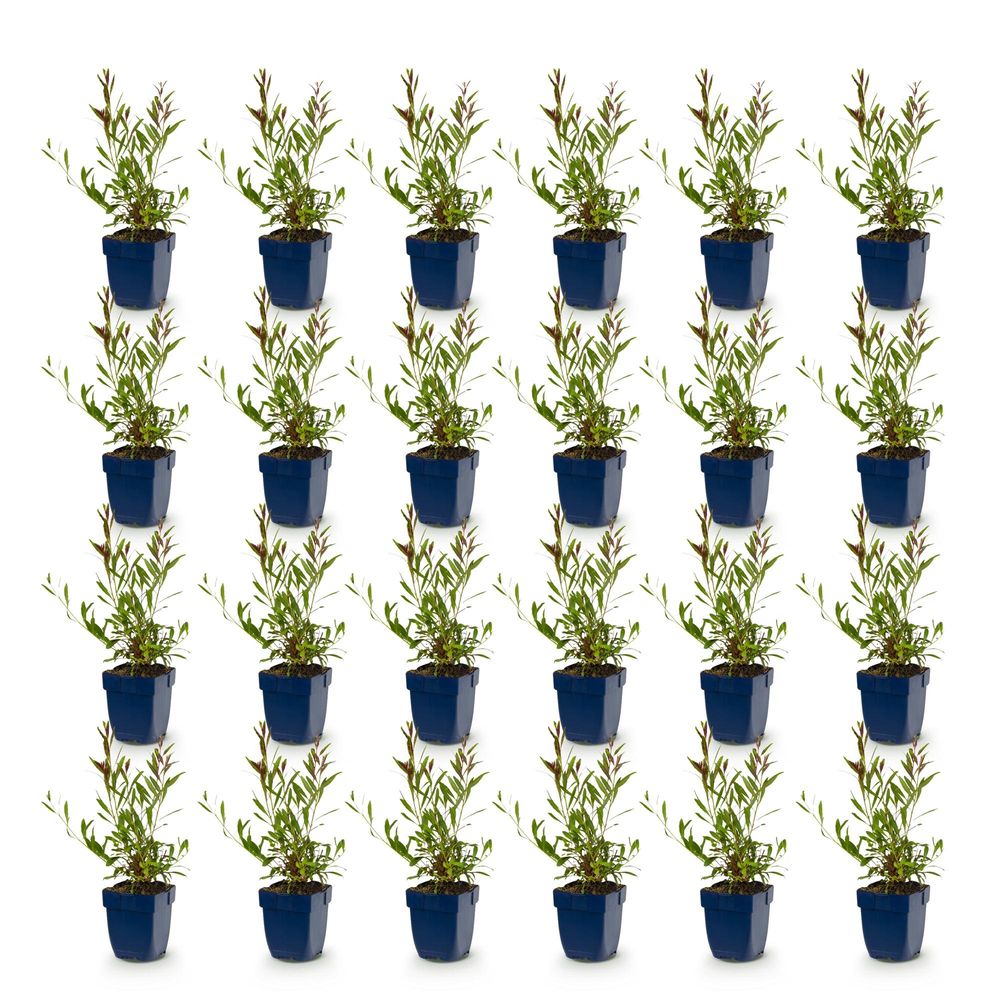 Gaura 'whirling butterflies' - lot de 24 - pot 11 cm - hauteur 25 cm - plante d'extérieur