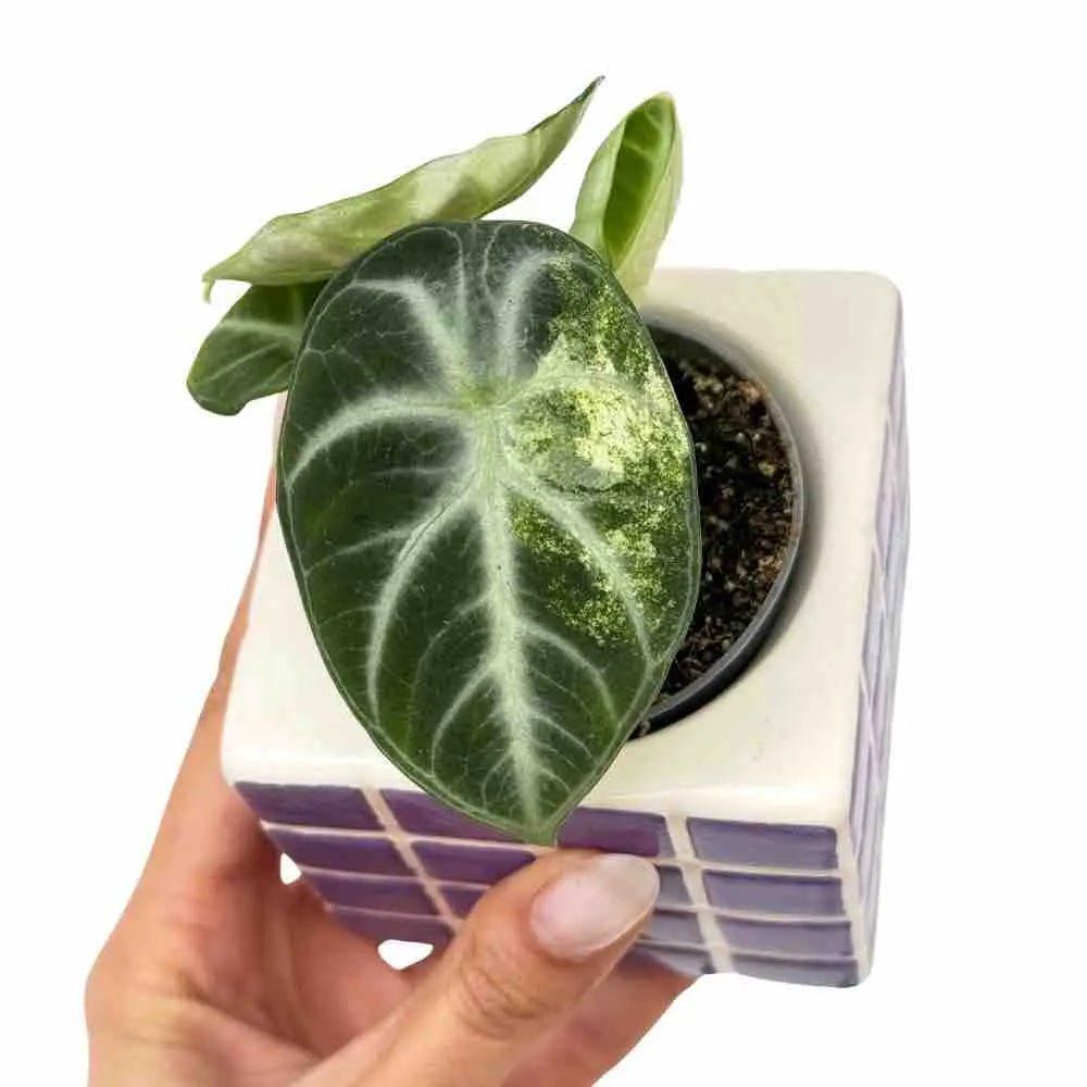 Alocasia ninja variegata - pot de 6cm