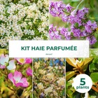 Kit haie parfumée - 5 jeunes plants - 5 jeunes plants : taille 20/40cm