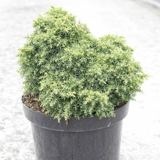 Cèdre du japon 'yokohama' pot de 2l/3l
