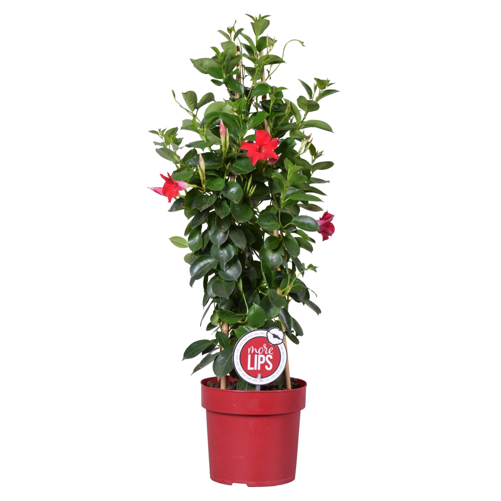 Mandevilla sundaville - jasmin du chili - rouge - plantes de jardin - 70-90 cm de haut - pot 19 cm