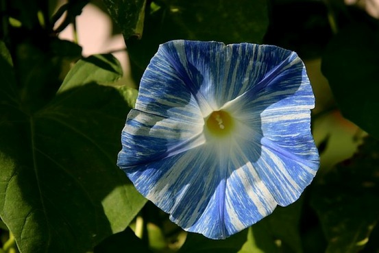 Sachet de graines de ipomée volubilis arlequin striée - sachet de 1 gramme - petite entreprise française