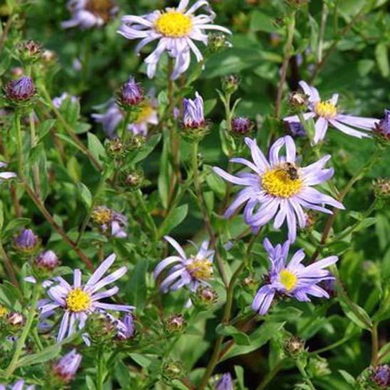 Aster de frikart 'wunder von stäfa' godet de 8/9 cm