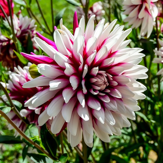 3 dahlias rebecca's world - le sachet de 3 bulbes / calibre i