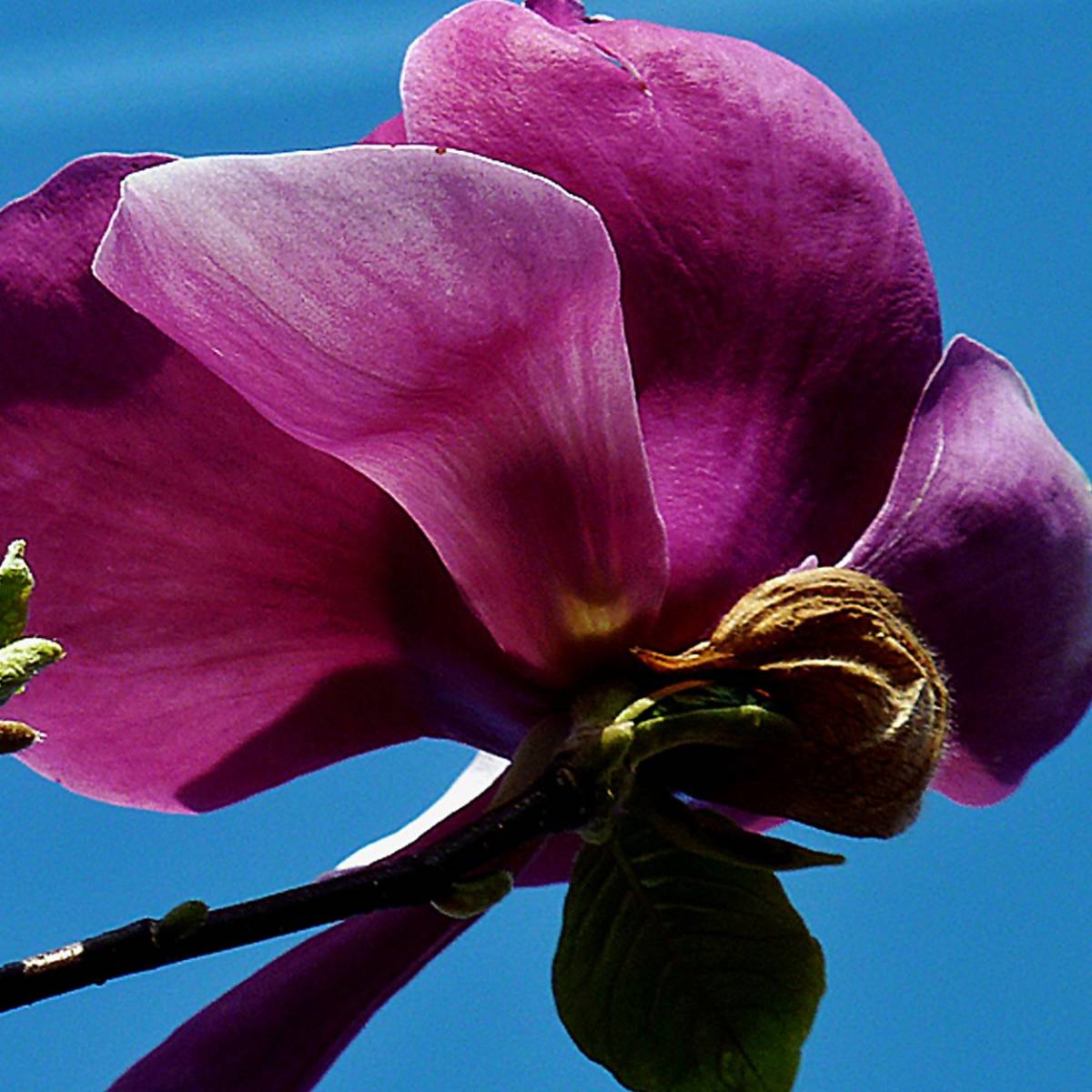 Magnolia de chine, magnolia de soulange soulangiana beugnon/magnolia grandiflora beugnon[-]godet - 5/20 cm