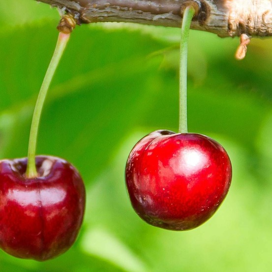 Cerisier bigalise® 'enjidel' pot de 12l - gobelet 3 ans