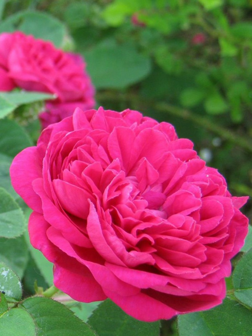 Rosier ancien de damas 'rose de rescht' pot de 4l/5l