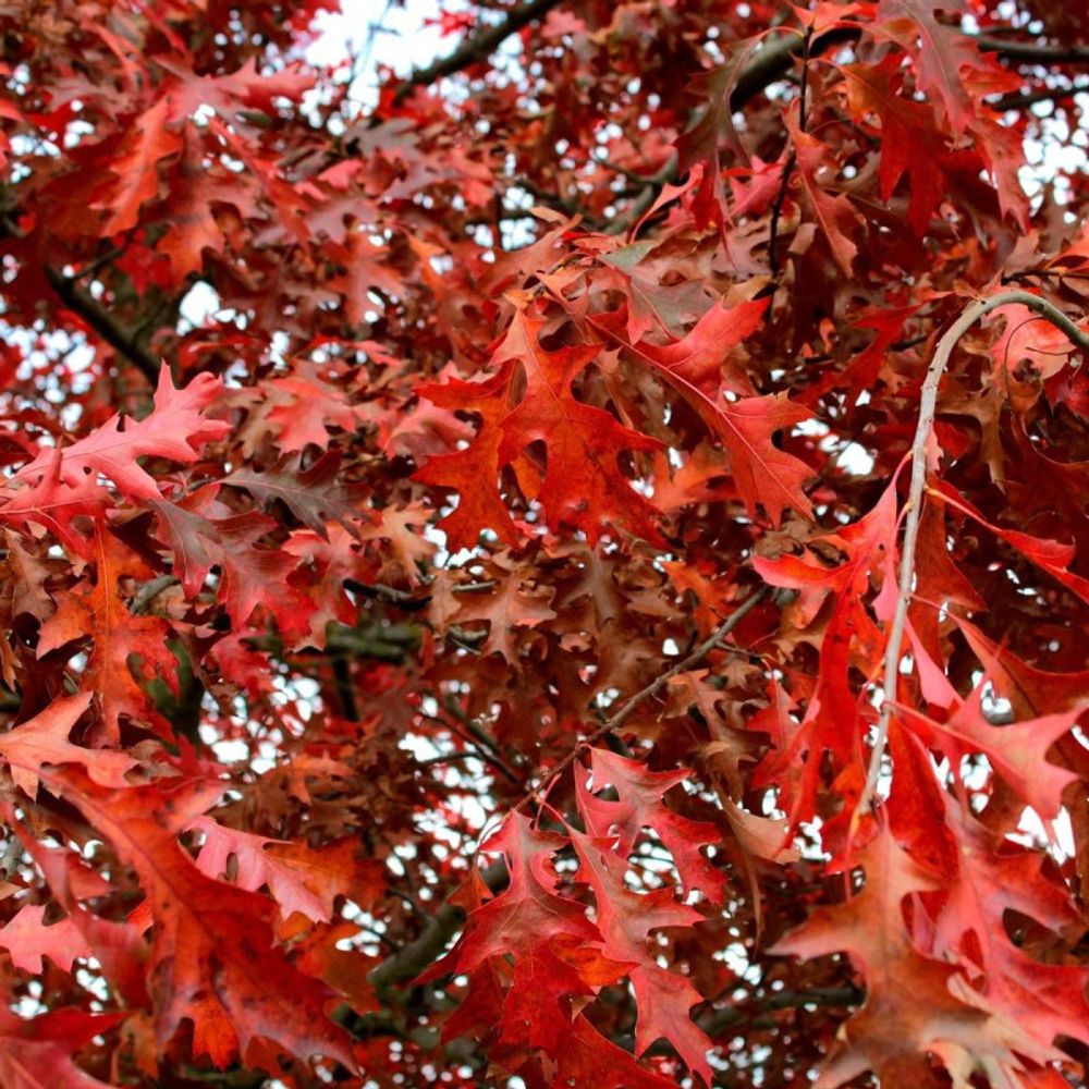 Chêne rouge d'amérique, quercus rubra pot de 7,5l - 80/100 cm