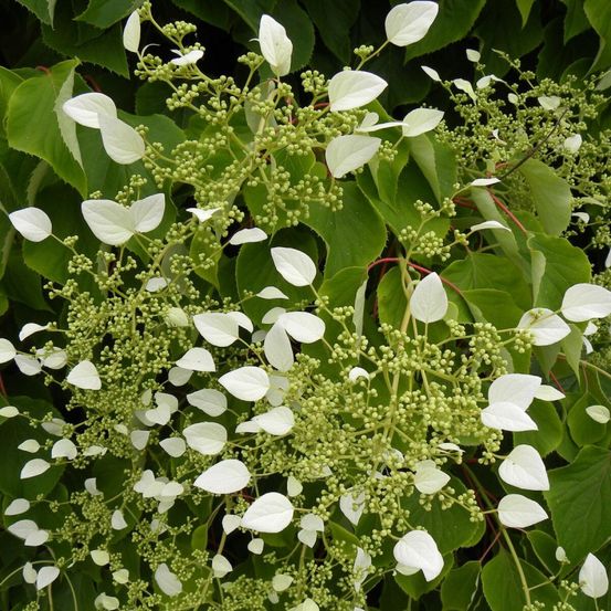 Hortensia grimpant hydrangeoïdes pot de 1,5l - tuteur bambou 30/60 cm