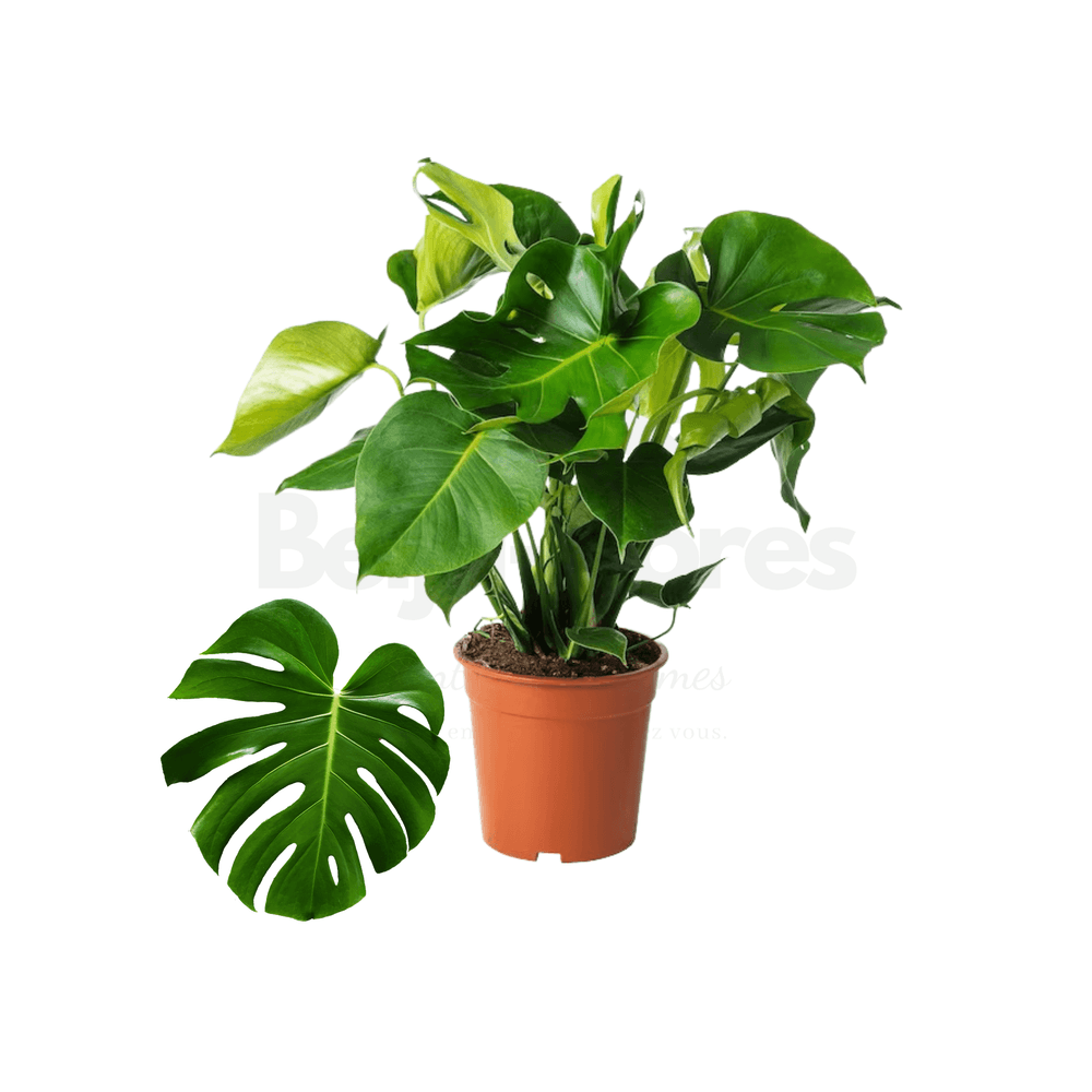 Monstera deliciosa en pot hauteur 55 à 70 cm