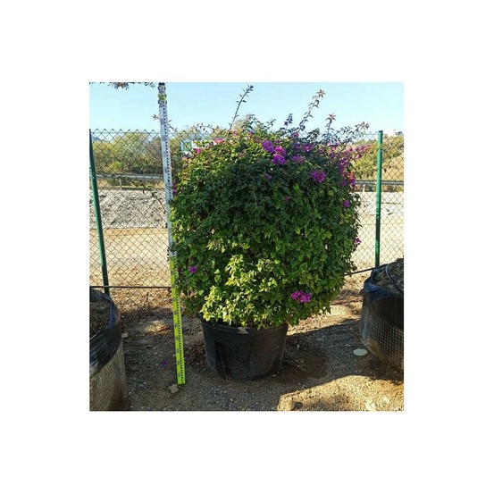 Bougainvillier glabra 'sanderiana' (bougainvillier) pot de 25l - boule - 50/60cm